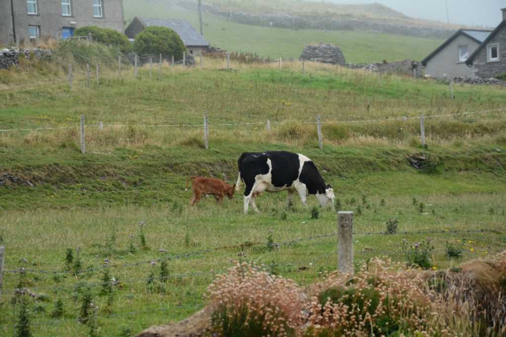 DSC_5363Mittel_.JPG